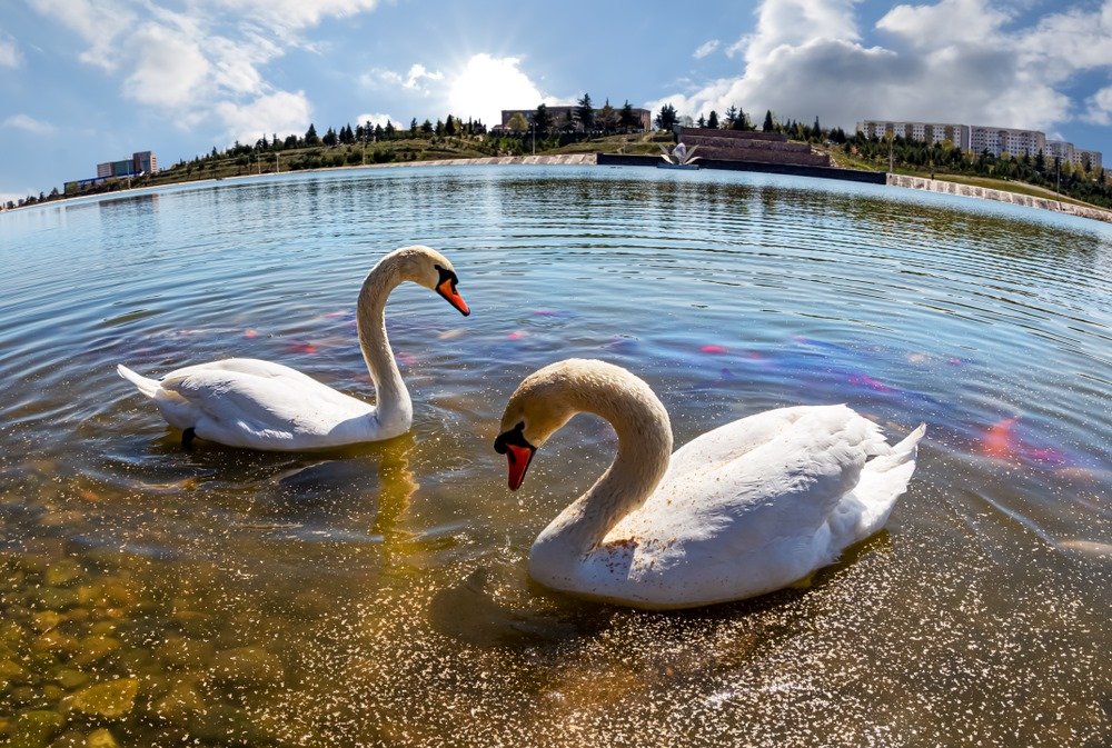 شهر العسل اذربيجان