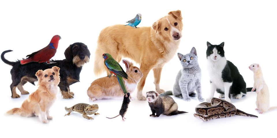 منتجات الحيوانات الاليفة  متجر saifpets
